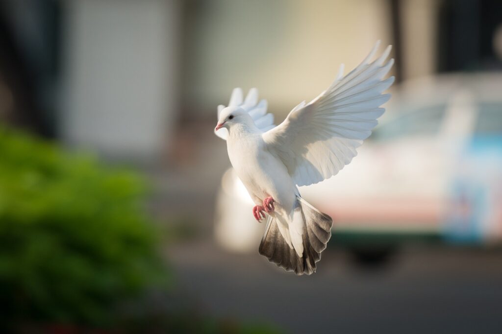 dove, fly, bird-3848870.jpg